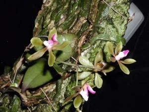 Bild von Phalaenopsis braceana 7